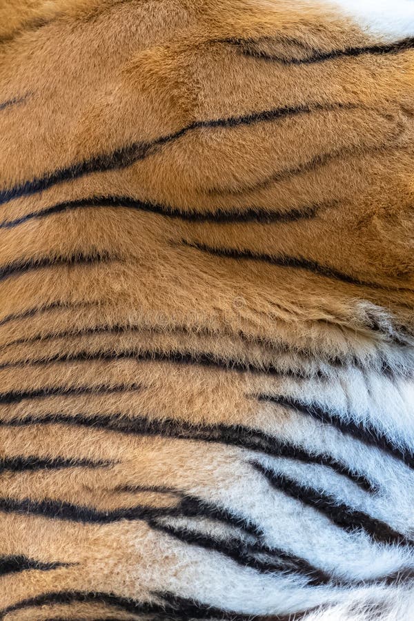 Tiger, the skin stock image. Image of beautiful, cute - 163939657