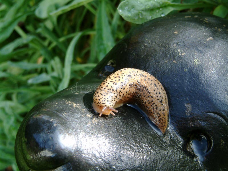 Tiger slug in the garden stock image. Image of wildlife 187096657