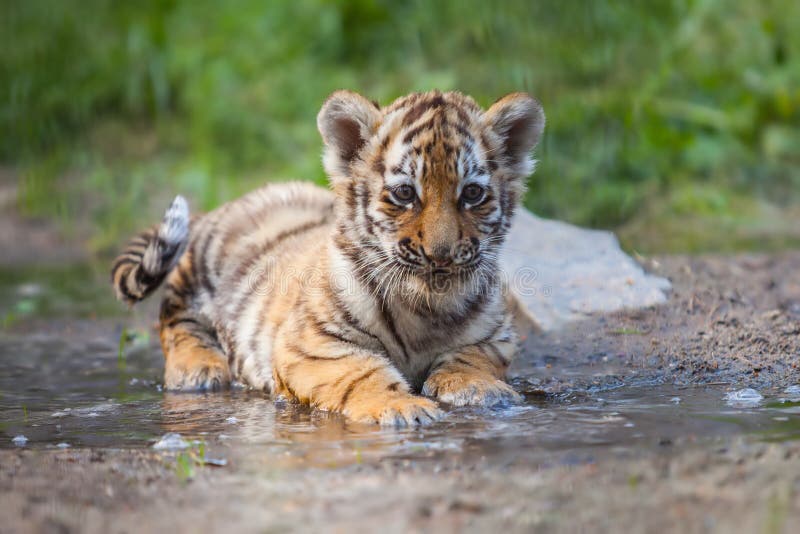 Tiger royalty free stock photo Tiger royalty free stock photo