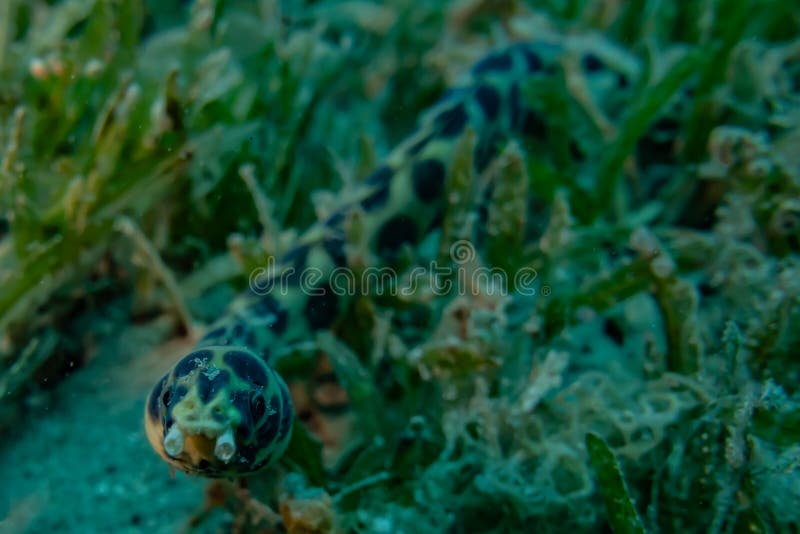 Tiger Snake Eel in the Red Sea Stock Photo - Image of natural, marine