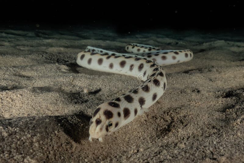 Tiger Snake Eel in the Red Sea Stock Photo - Image of aquatic