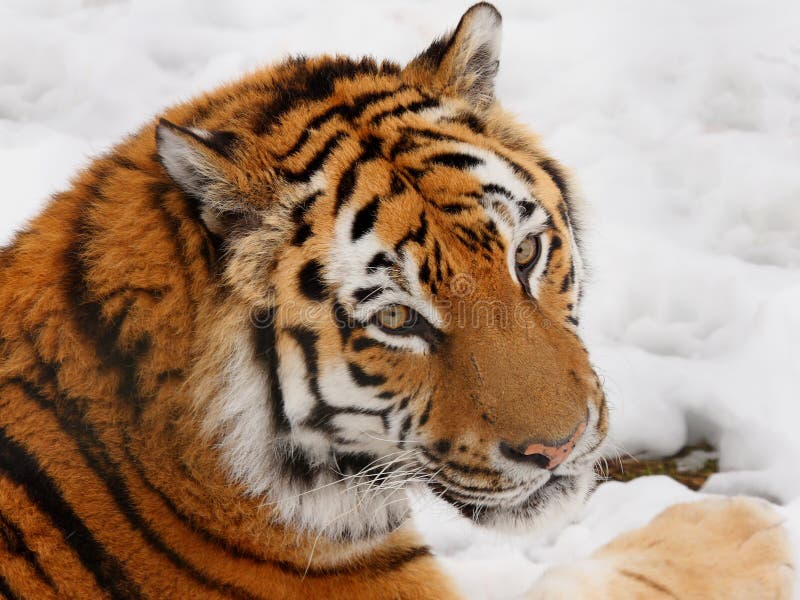 Tiger in the snow