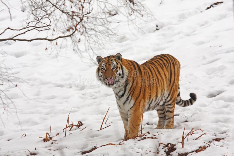 Tiger in the snow