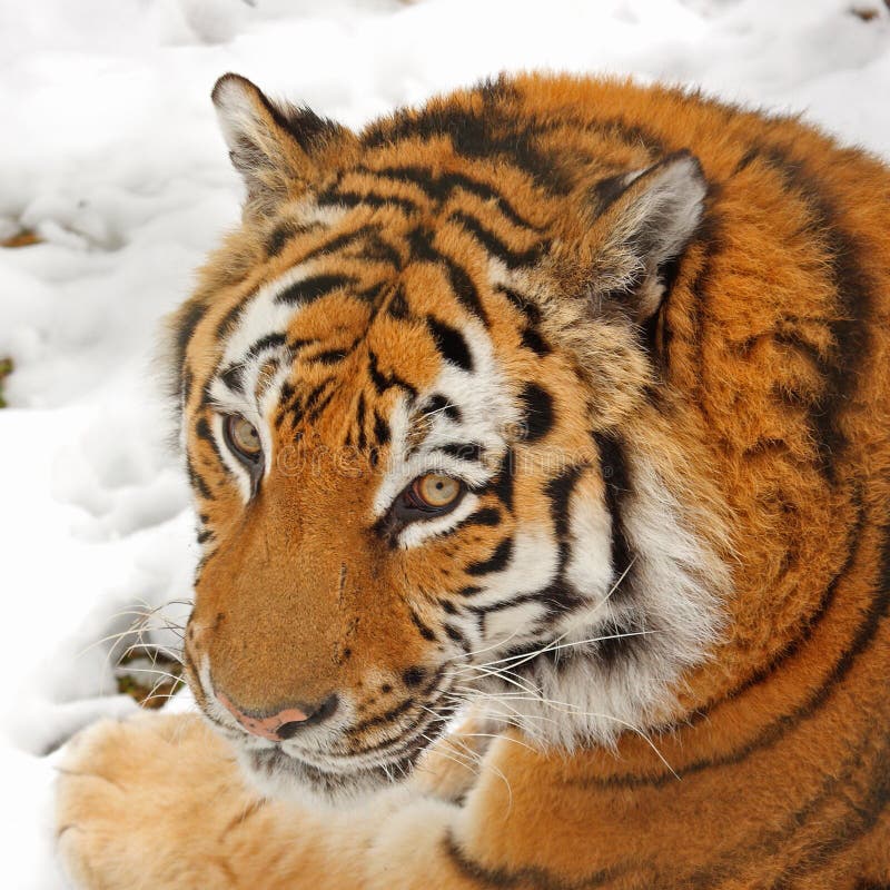 Tiger in the snow