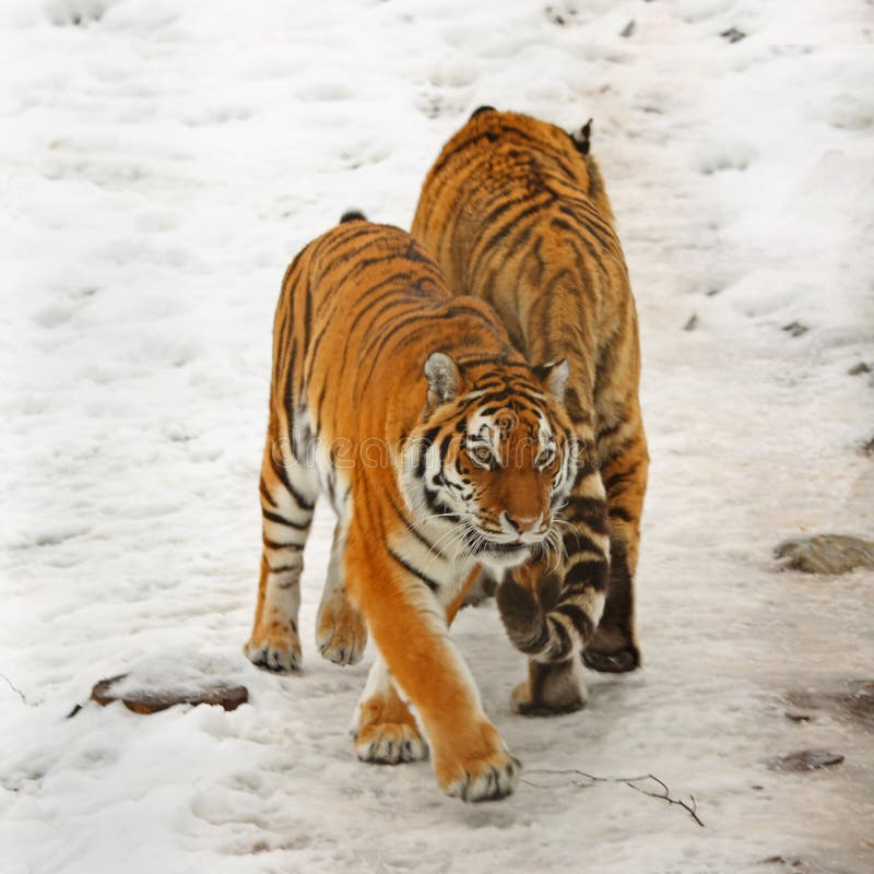 Tiger in the snow