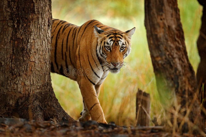 Tiger walking in old dry forest. Indian tiger with first rain, wild danger animal in the nature habitat, Ranthambore, India. Tiger walking in old dry forest. Indian tiger with first rain, wild danger animal in the nature habitat, Ranthambore, India.