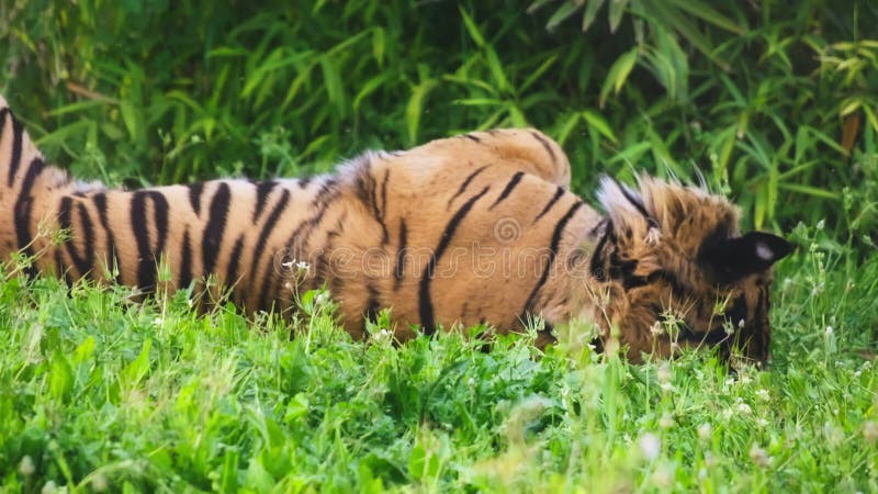 Tiger som slår på ryggen på gräset