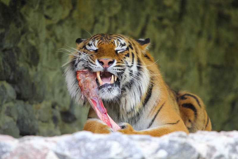 Tiger som äter ett köttben