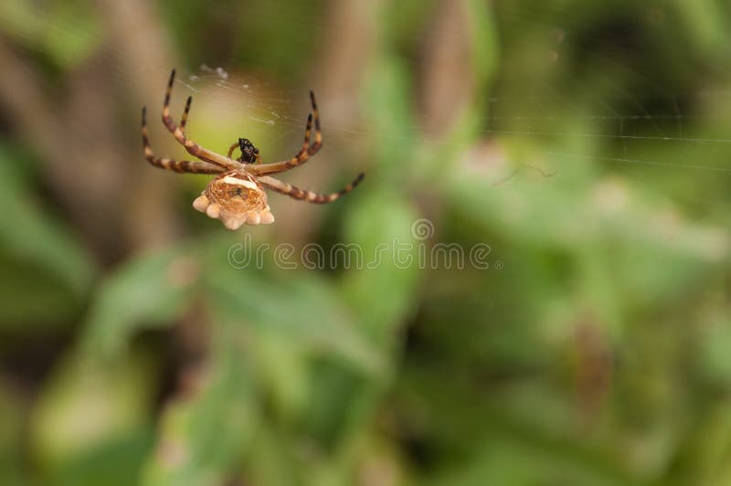 Tiger spider Silver argiope Argiope argentata spider belly. Silver Argiope Species of wide distribution in America stock photography Tiger spider Silver argiope Argiope argentata spider belly. Silver Argiope Species of wide distribution in America stock photography