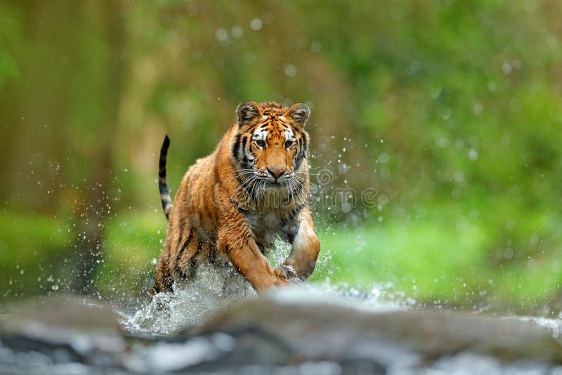 Wildlife Photography Photos, Download The BEST Free Wildlife Photography  Stock Photos & HD Images