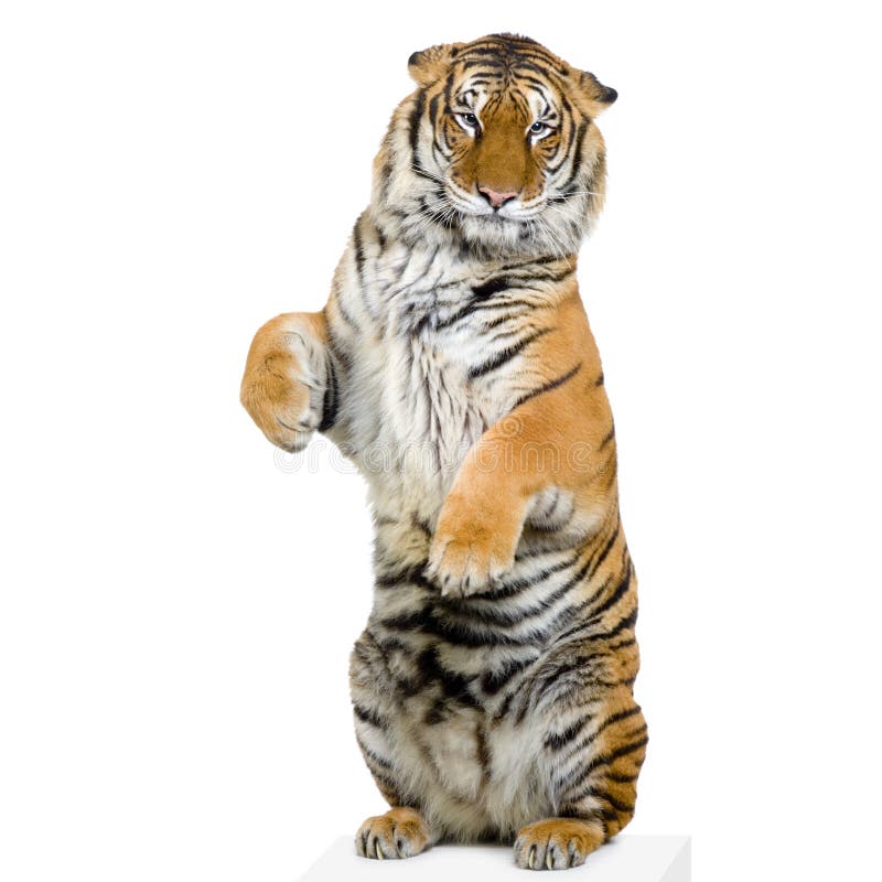 Tiger standing up stock image. Image of whisker, animals - 2238223 Tiger standing up stock image. Image of whisker, animals - 2238223