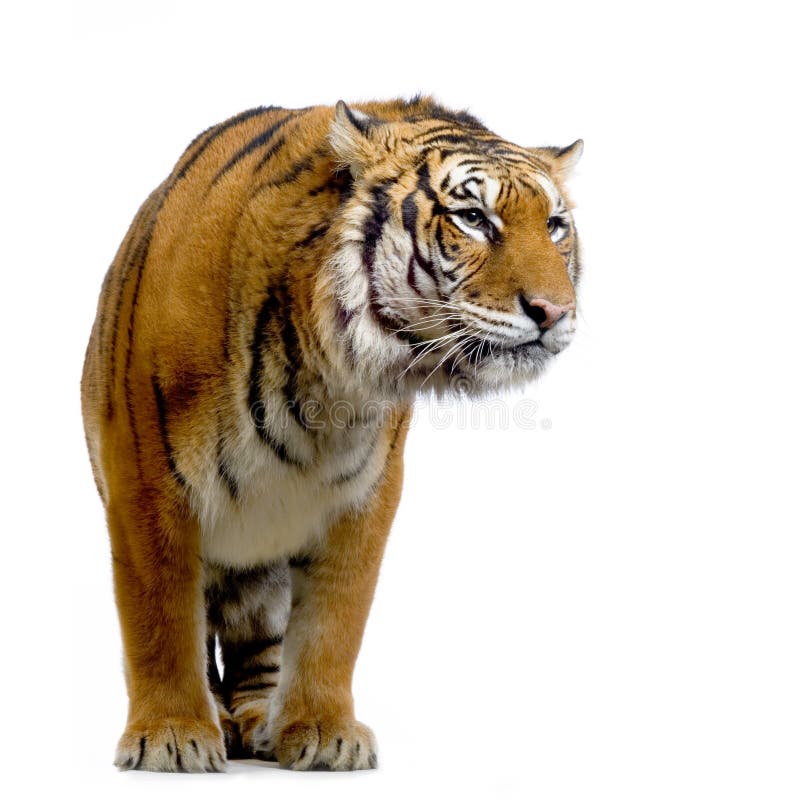 Tiger standing up. In front of a white background looking at the