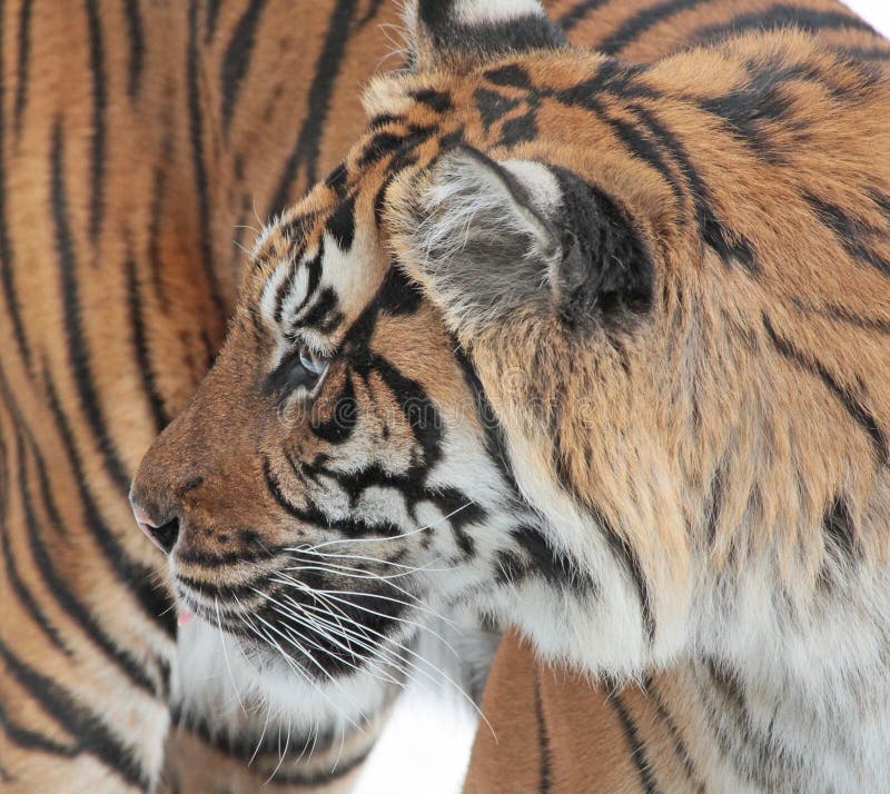 que es tiger trade que es tiger trade