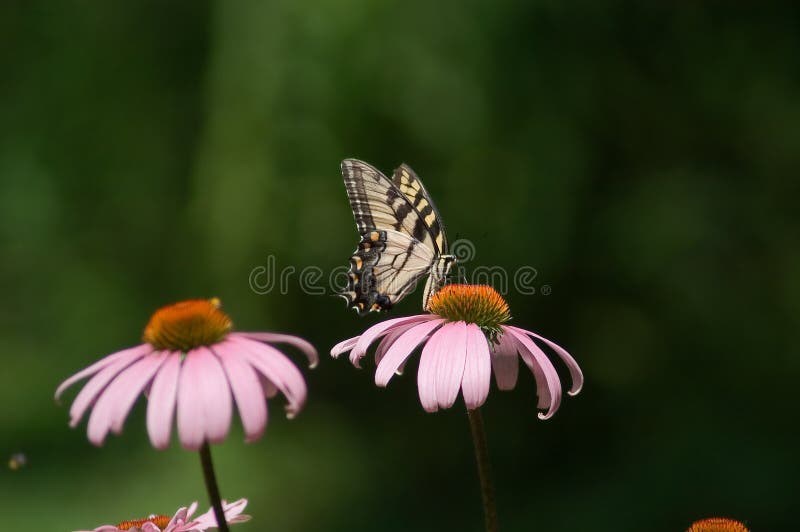 Tiger Swallowtail stockfotografie Tiger Swallowtail stockfotografie