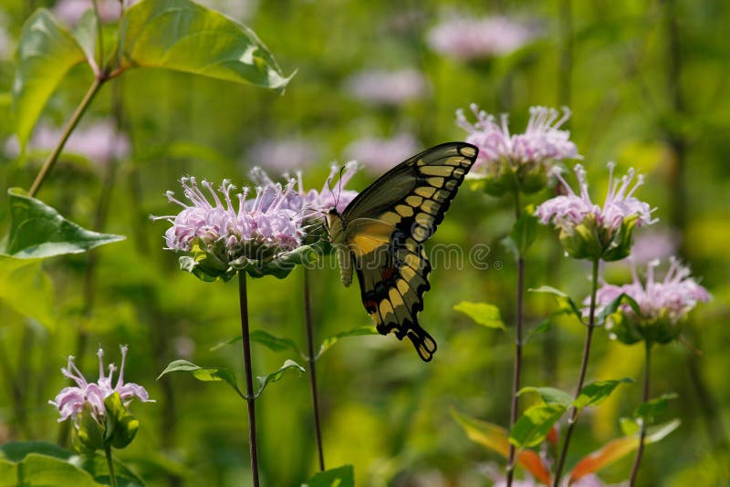 Download Tiger Swallowtail image stock. Image du rayé, sauvage - 45362399