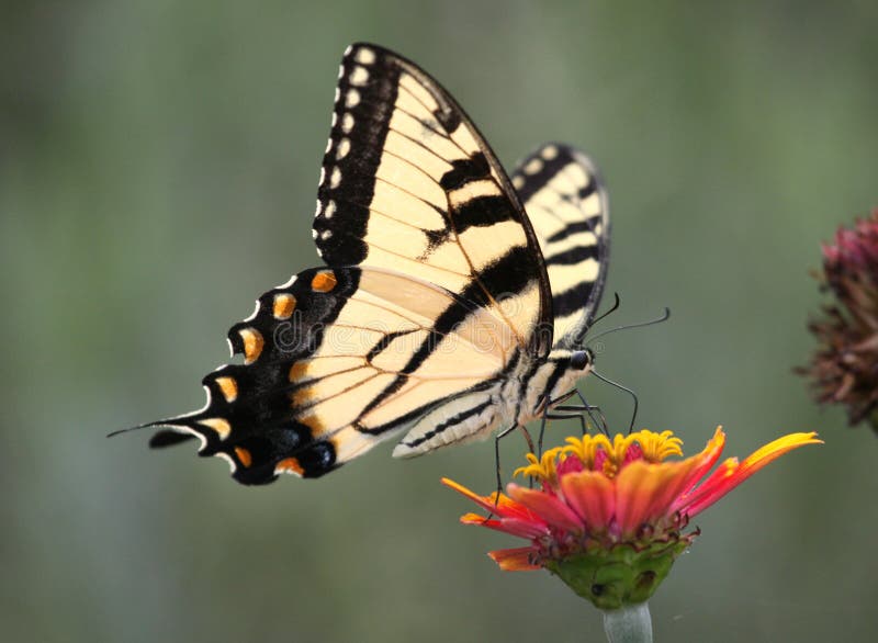 Tiger swallowtail auf Zinnia stockbild Tiger swallowtail auf Zinnia stockbild
