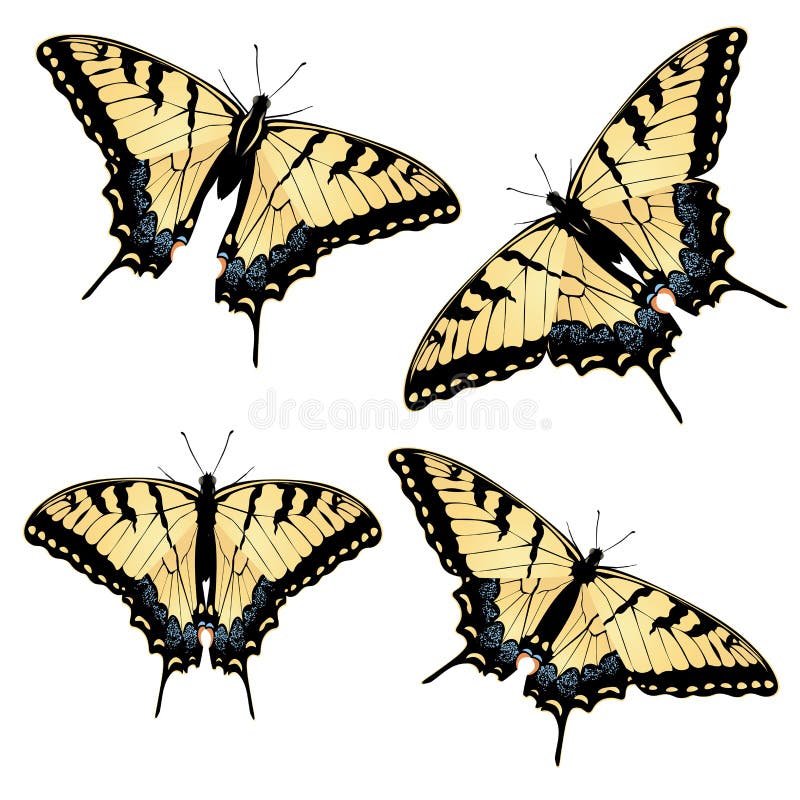 Tiger Swallowtail Butterfly stock illustration