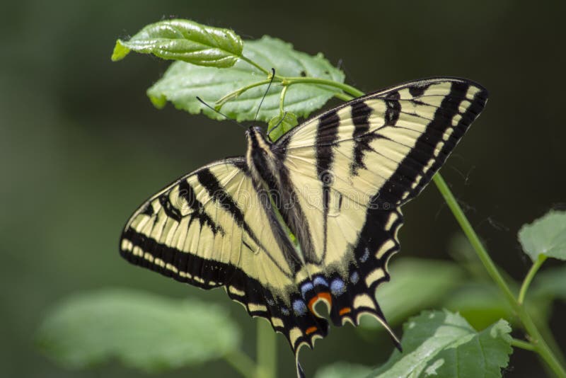 Tiger Swallowtail Butterfly bonito fotos de stock Tiger Swallowtail Butterfly bonito fotos de stock