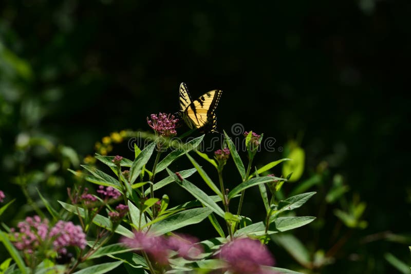 Tiger Swallowtail Butterfly orientale fotografia stock libera da diritti Tiger Swallowtail Butterfly orientale fotografia stock libera da diritti