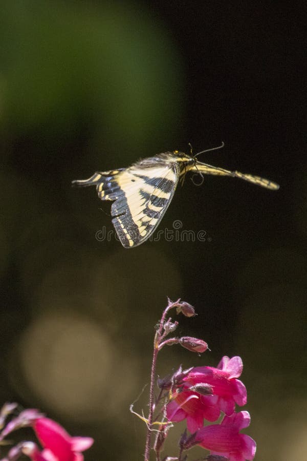 A Tiger Swallowtail flies over pink penstemmon. A Tiger Swallowtail flies over pink penstemmon.