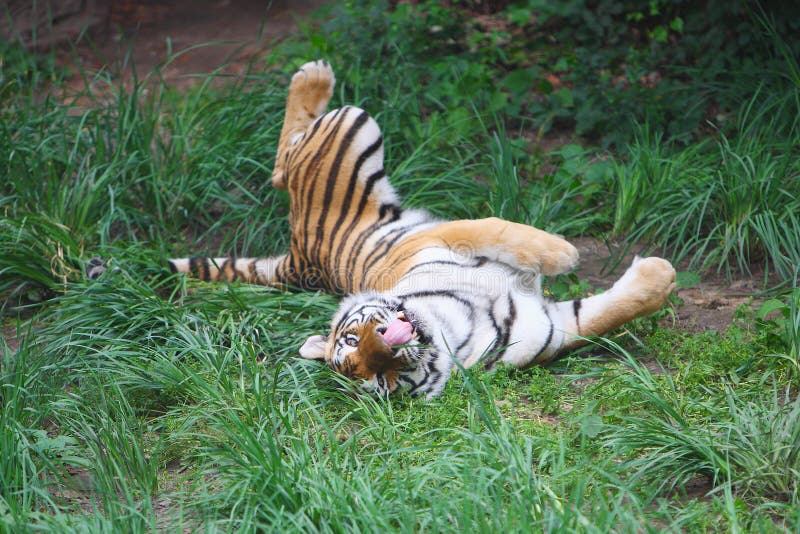 Tiger is Swaying Back and Forth Stock Image Image of green, ground