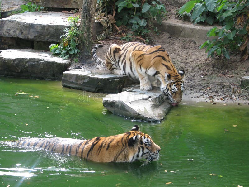 The Tiger Swims. Zoo Belgium. Stock Image - Image of ...