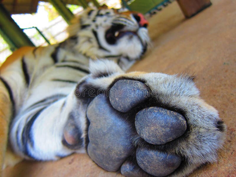 real tiger paw claw