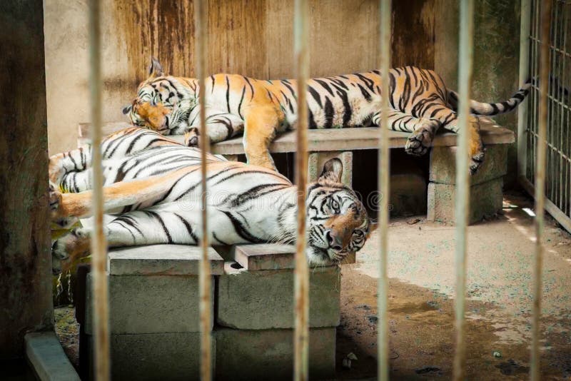 Tiger Trapped in a Cage Zoo Stock Photo Image of iron, catch 180358620