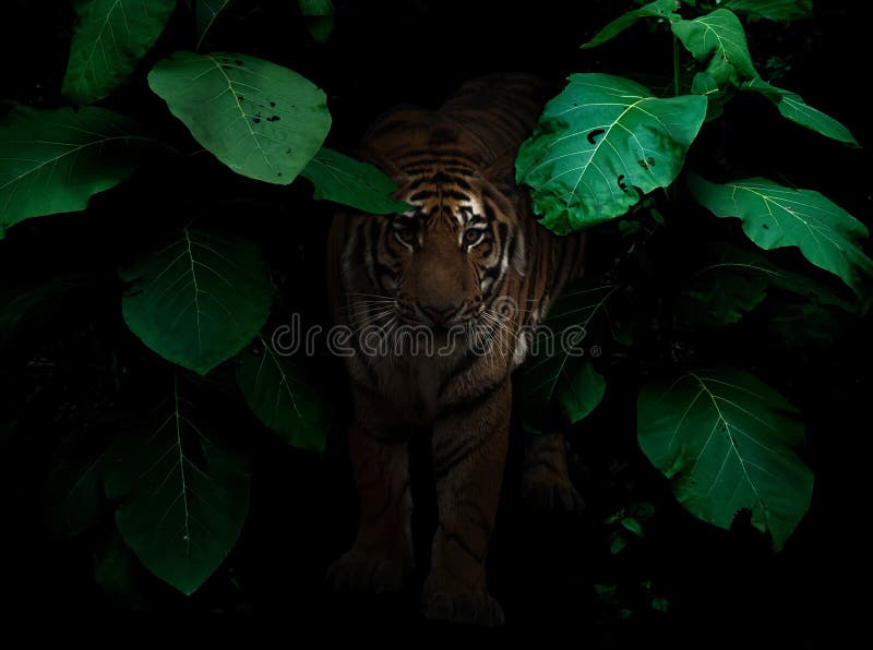Tiger in Tropical Rainforest at Night Stock Photo Image of leaf