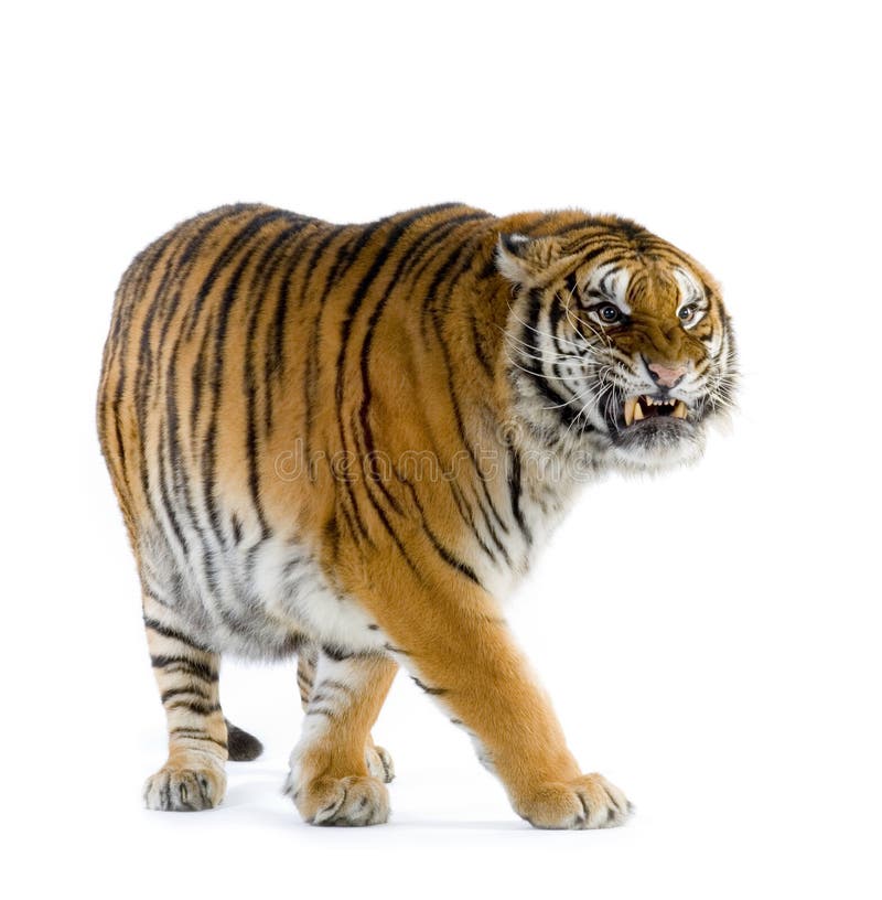 Tiger procházky v přední části bílé pozadí.