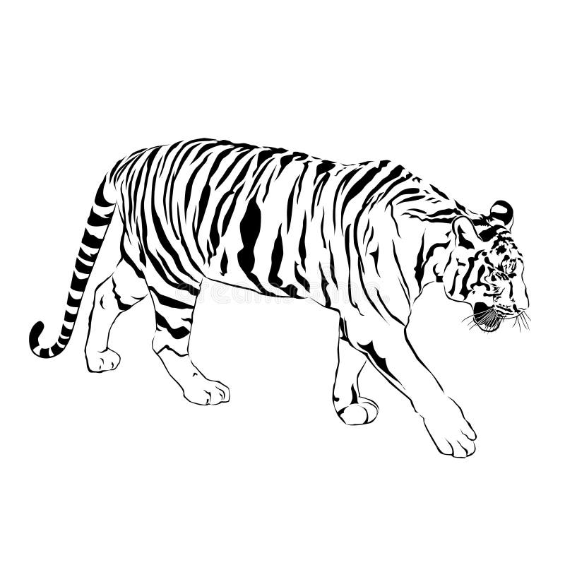 Tiger Sitting, Black and White, Vector Stock Vector - Illustration of ...