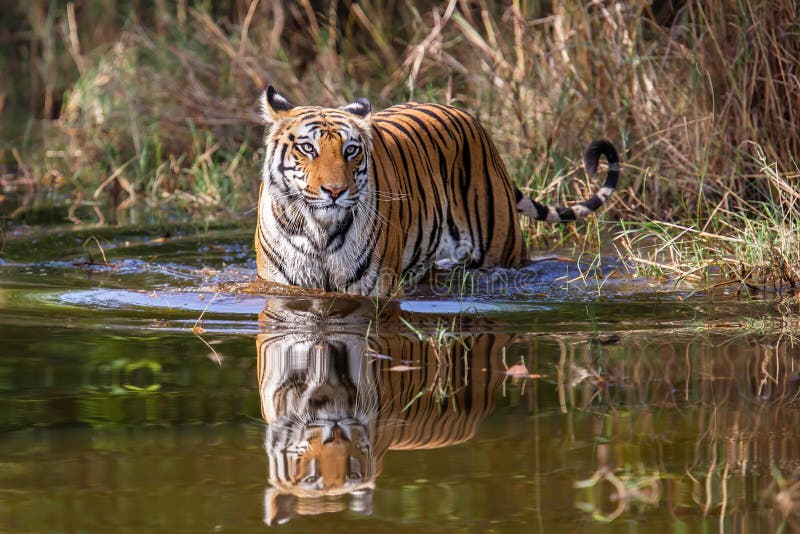 Tiger walking in water stock photo. Image of walking - 125698894