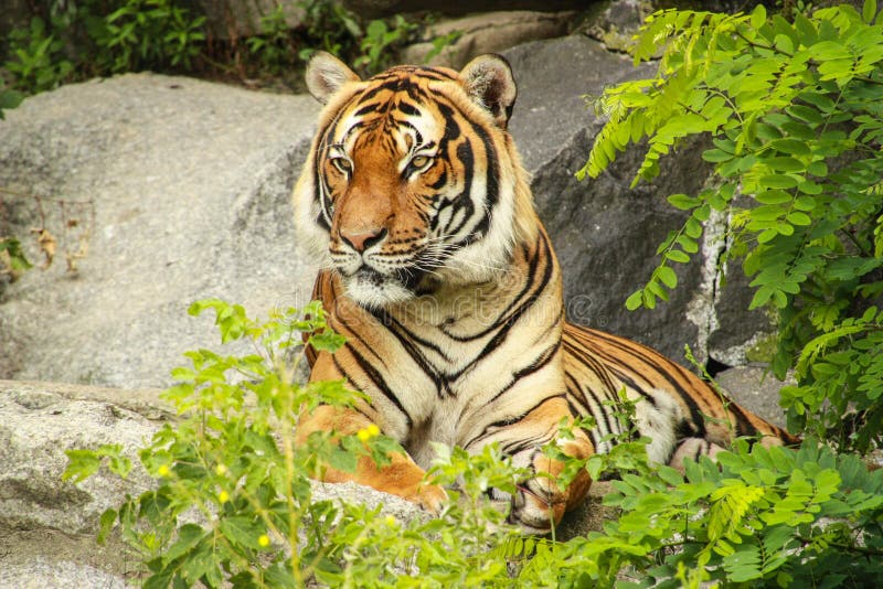 Tiger Watching on Ledge stock photo. Image of mammal - 34050646