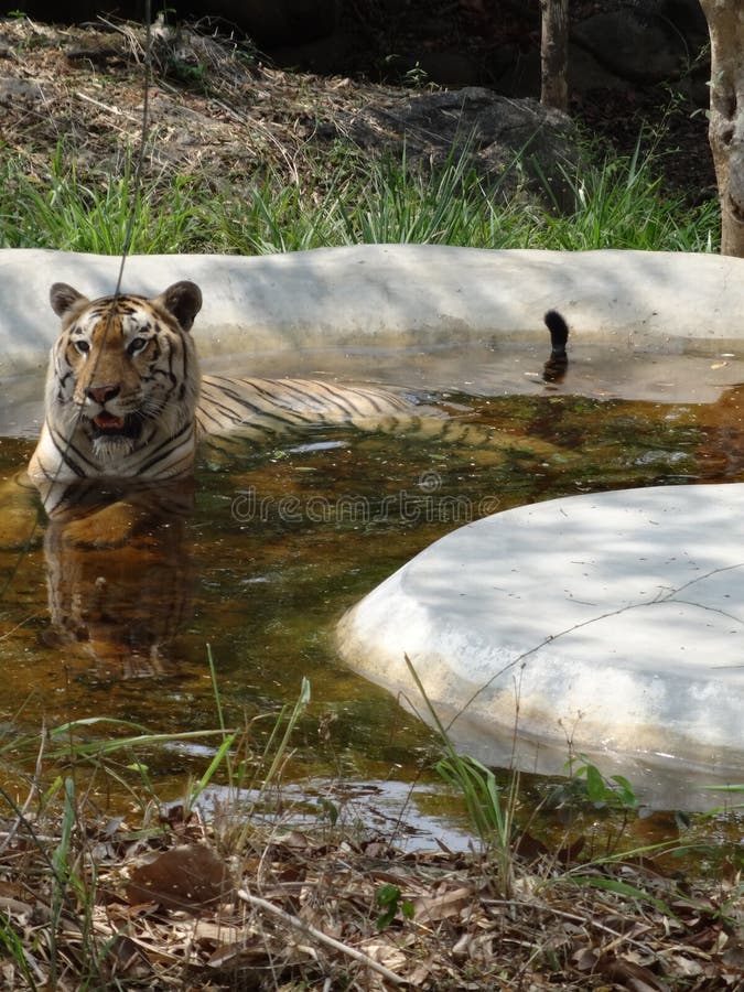 Tiger in Pool stock image. Image of tiger, sitting, shade 31073475