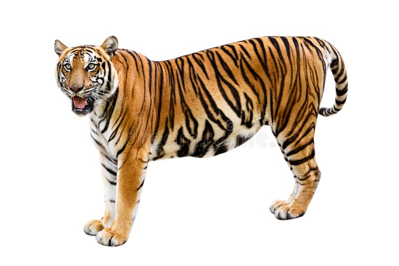 Tiger White Background Isolate Full Body Stock Image - Image of face