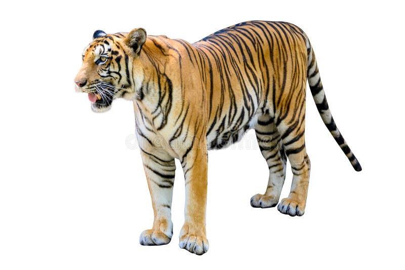 46,148 Tiger White Background Stock Photos - Free & Royalty-Free ...