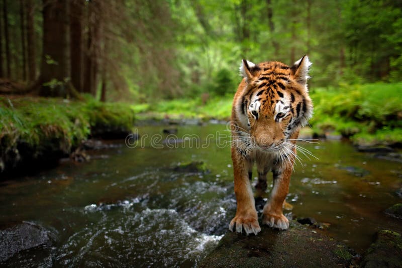 Tiger, Wide Angle in the Forest River. Amur Tiger Walking in the Water. Dangerous Animal, Tajga, Russia Stock Image - Image of danger, wildlife: 187334095 Tiger, Wide Angle in the Forest River. Amur Tiger Walking in the Water. Dangerous Animal, Tajga, Russia Stock Image - Image of danger, wildlife: 187334095