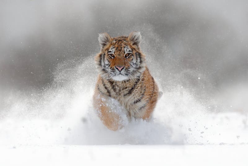 Tiger in wild winter nature. Amur tiger running in the snow. Action wildlife scene with danger animal. Cold winter in tajga, Russ