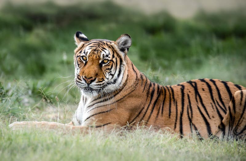 Tiger Wildlife Scene. Great Big Cat in Nature. this Powerful Predator ...