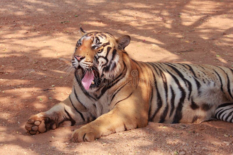 Tiger stock photo. Image of thai, land, lying, predator - 33339528