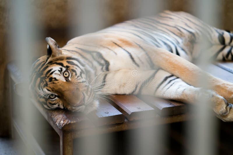 Tiger in a zoo cage stock image. Image of cage, wildlife 77418151