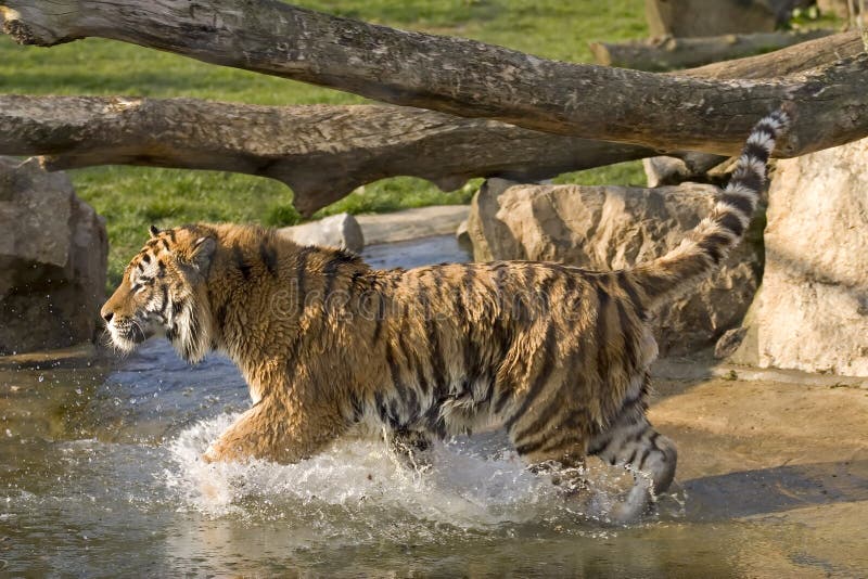 Tigerbetrieb lizenzfreie stockbilder Tigerbetrieb lizenzfreie stockbilder