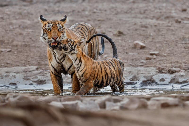 Tigerfamilie in einem schönen Licht im Naturlebensraum Nationalparks Ranthambhore lizenzfreie stockfotografie Tigerfamilie in einem schönen Licht im Naturlebensraum Nationalparks Ranthambhore lizenzfreie stockfotografie