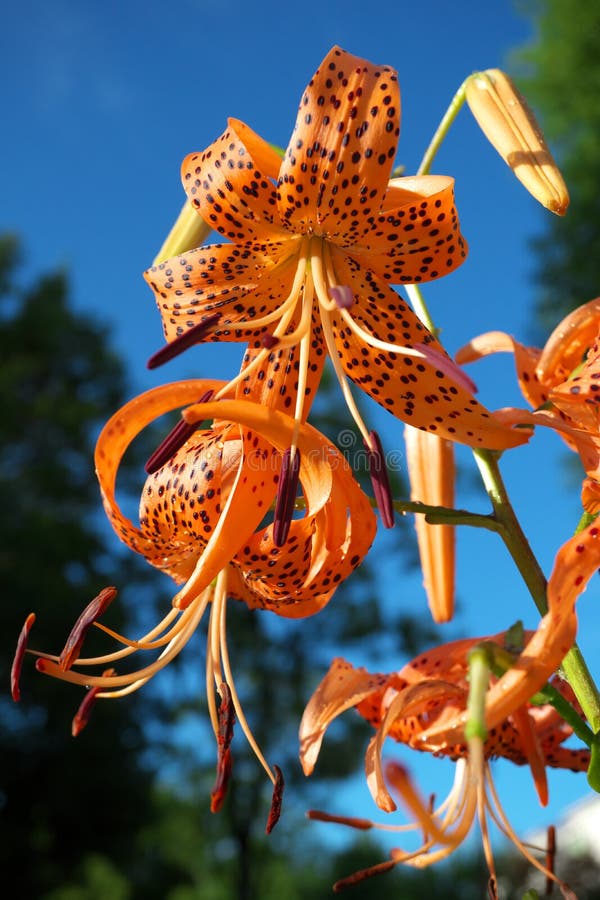 Tigerlilien oder Lilium lancifolium nach dem Morgenregen lizenzfreies stockbild Tigerlilien oder Lilium lancifolium nach dem Morgenregen lizenzfreies stockbild