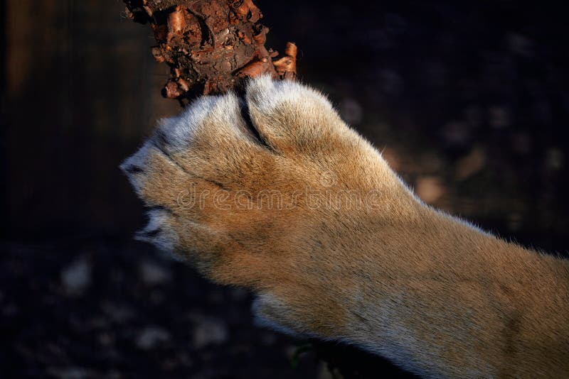 Tigerpaj. stora katttassar arkivfoto