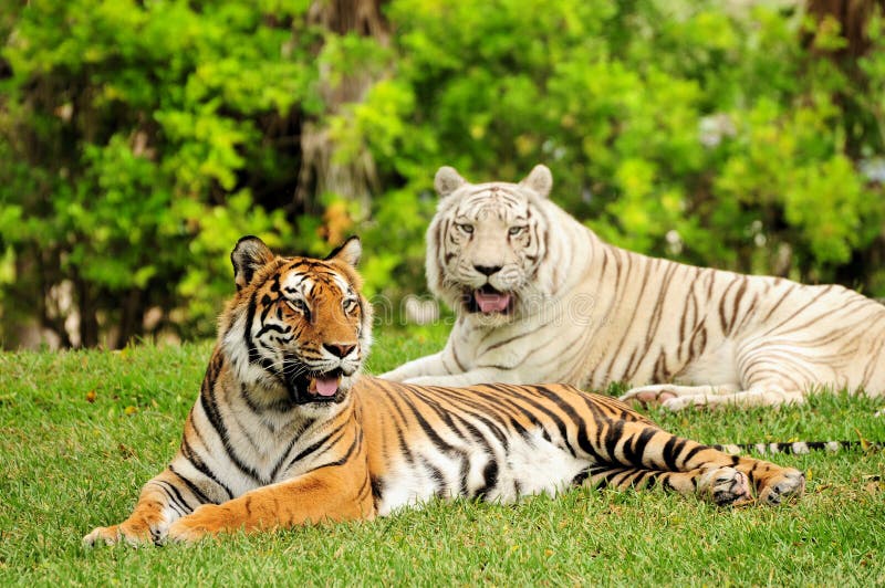 Tigers stock images Tigers stock images