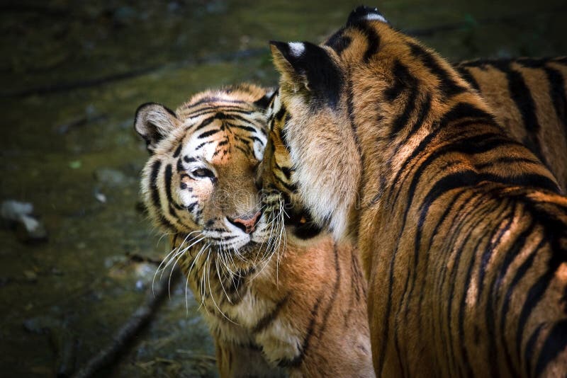 Tiger Love stock image. Image of couple, tiger, wild - 29287199