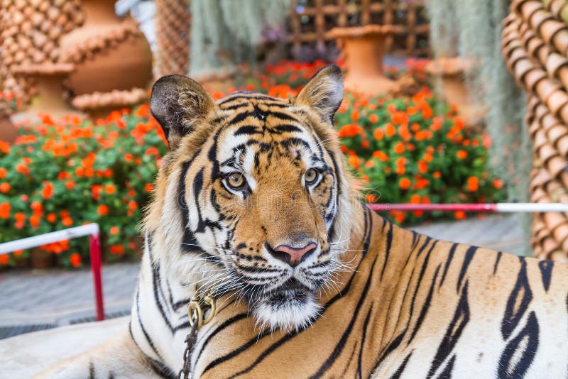 Tigers are Bound with Chains Stock Photo Image of predator, thai