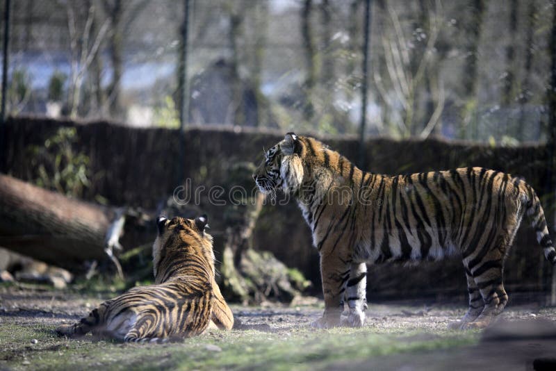 Tigers in captivity
