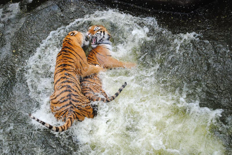 Tigers Play Wrestling in Water